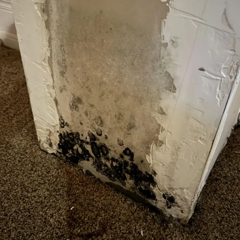 Professional Mold Removal in Seven Points, TX